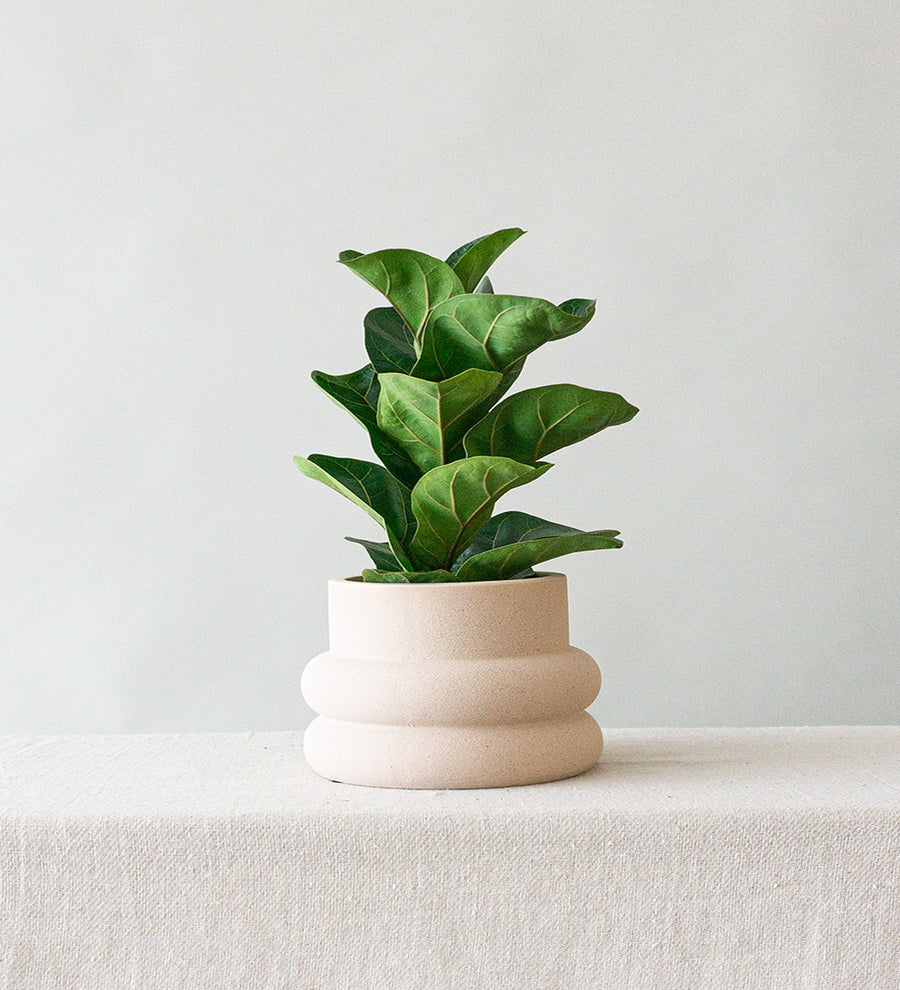 Fiddle Leaf Fig & Elizabeth Cream