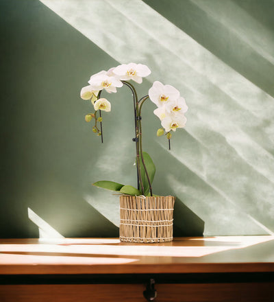 Fillage White 17cm