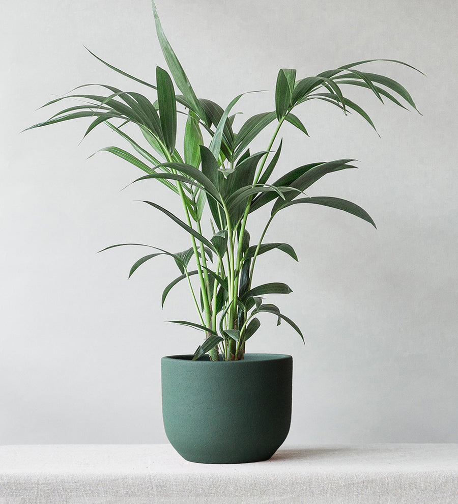Kentia Palm & Broadway Sea Spray