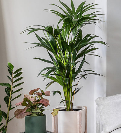 Kentia Palm