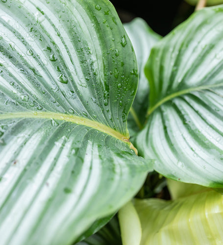 Calathea Orbifolia