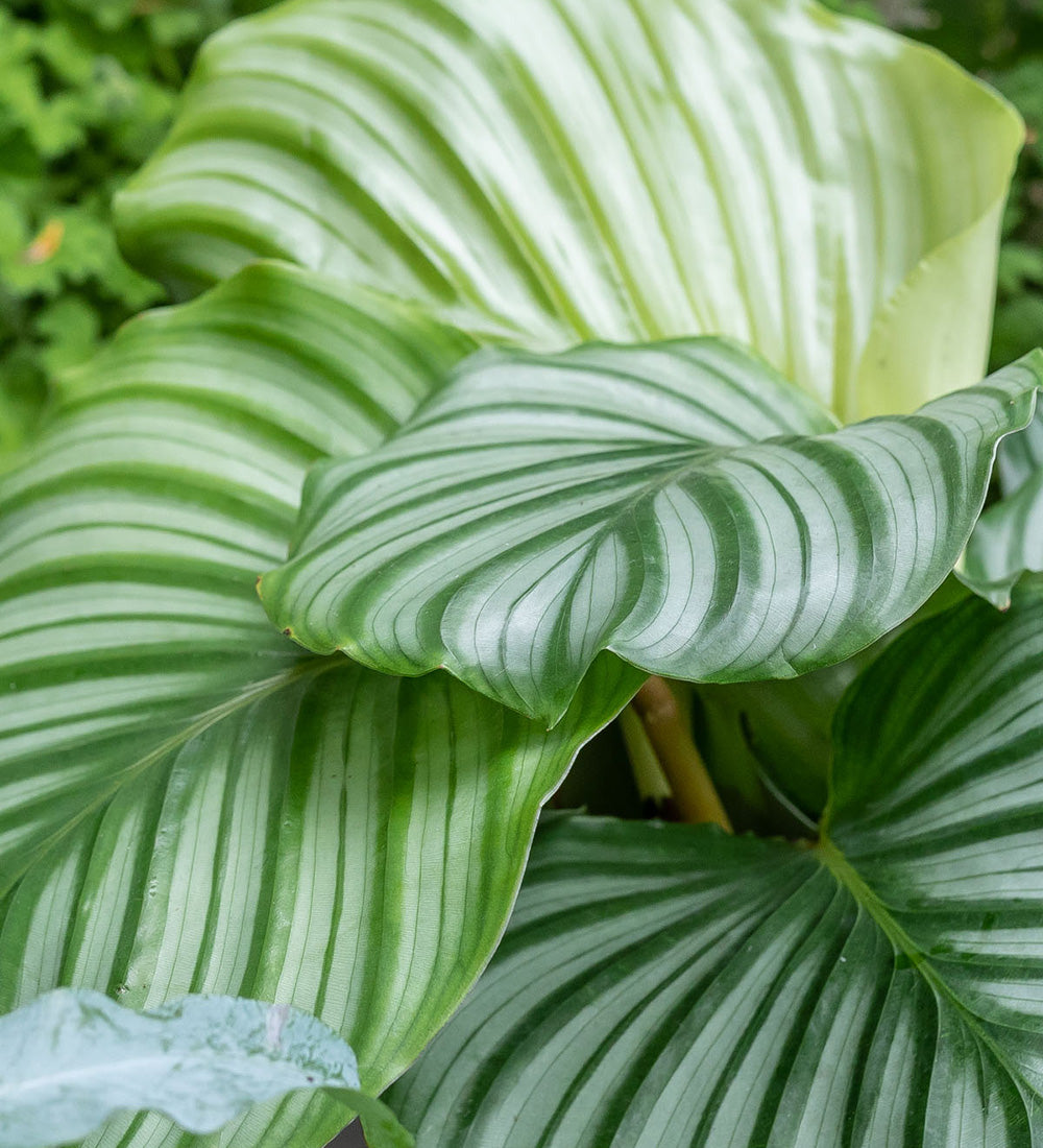 Calathea Orbifolia