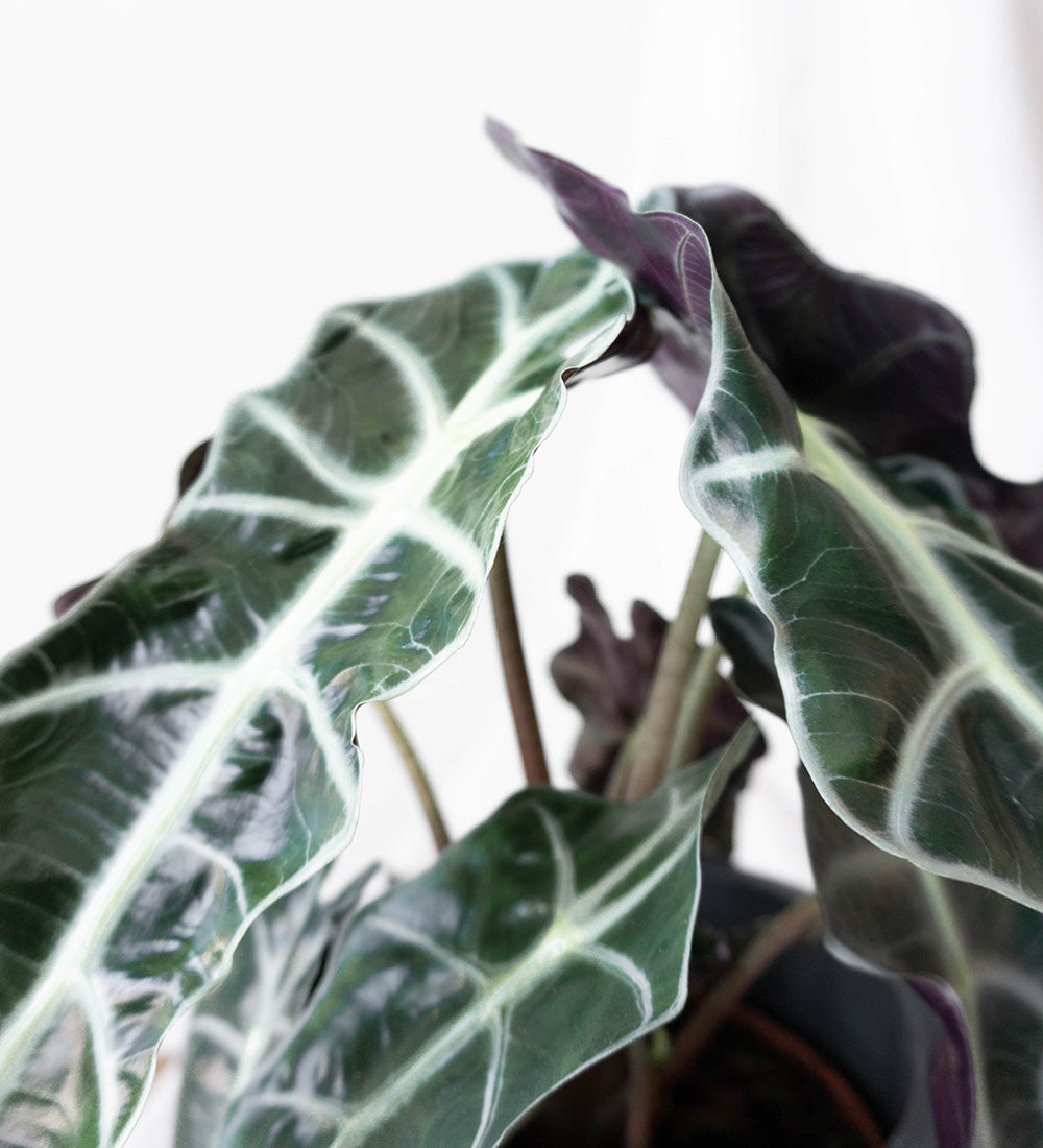 Alocasia Polly