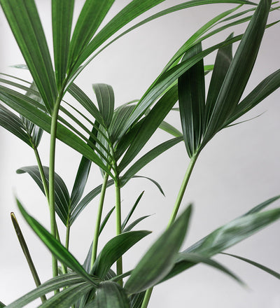 Kentia Palm & Broadway Sea Spray