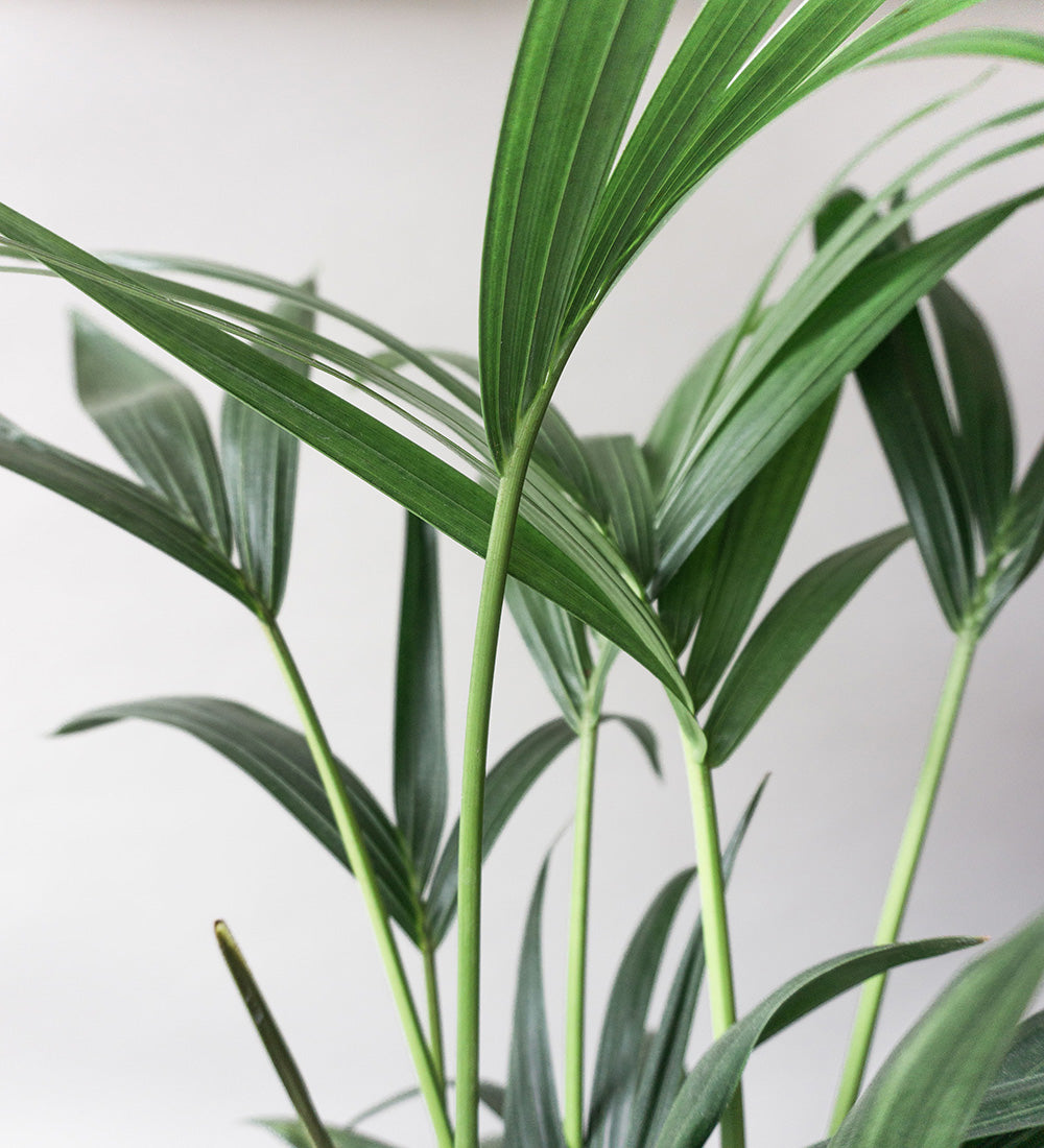 Kentia Palm & Broadway Sea Spray
