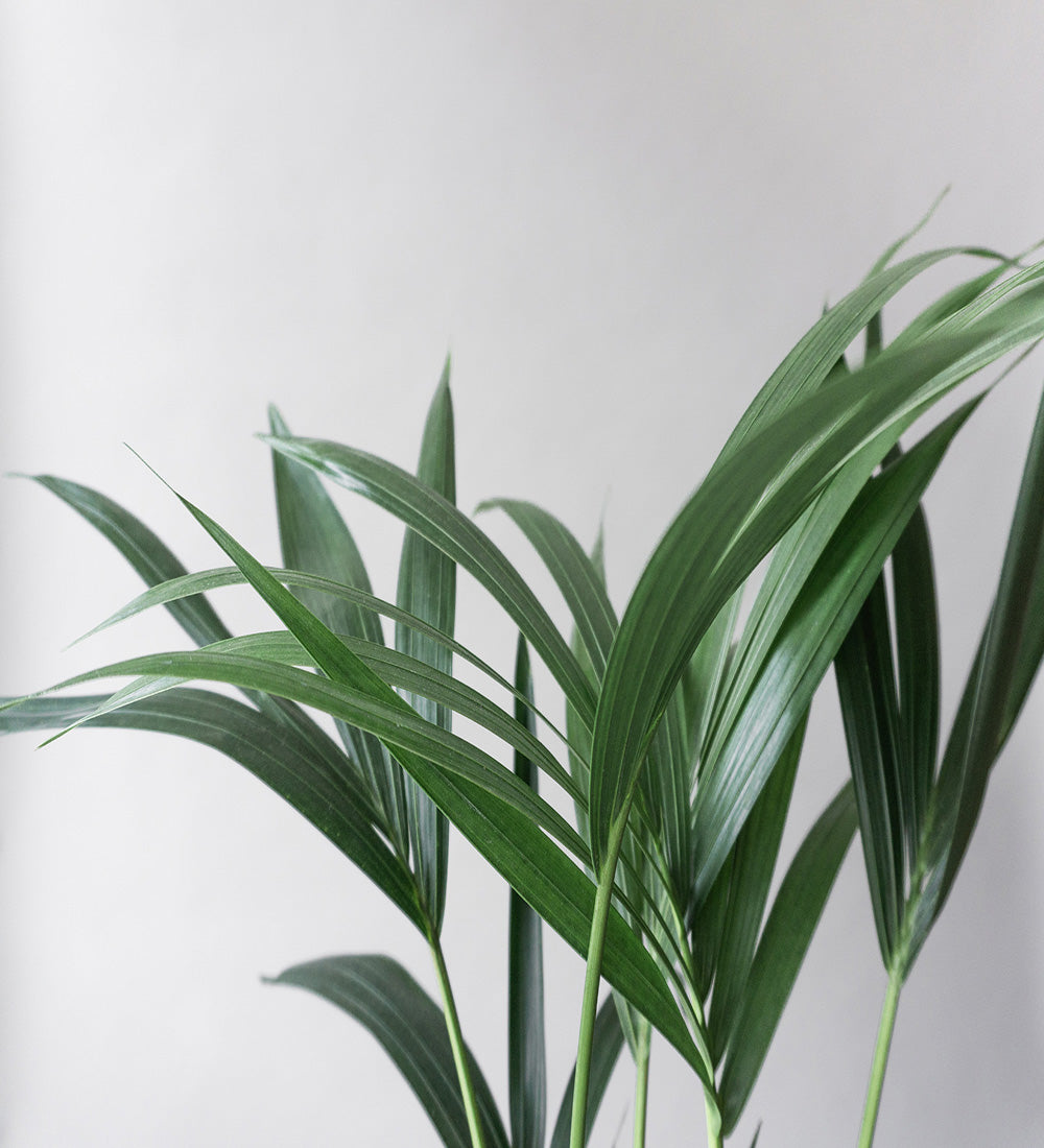 Kentia Palm & Broadway Sea Spray