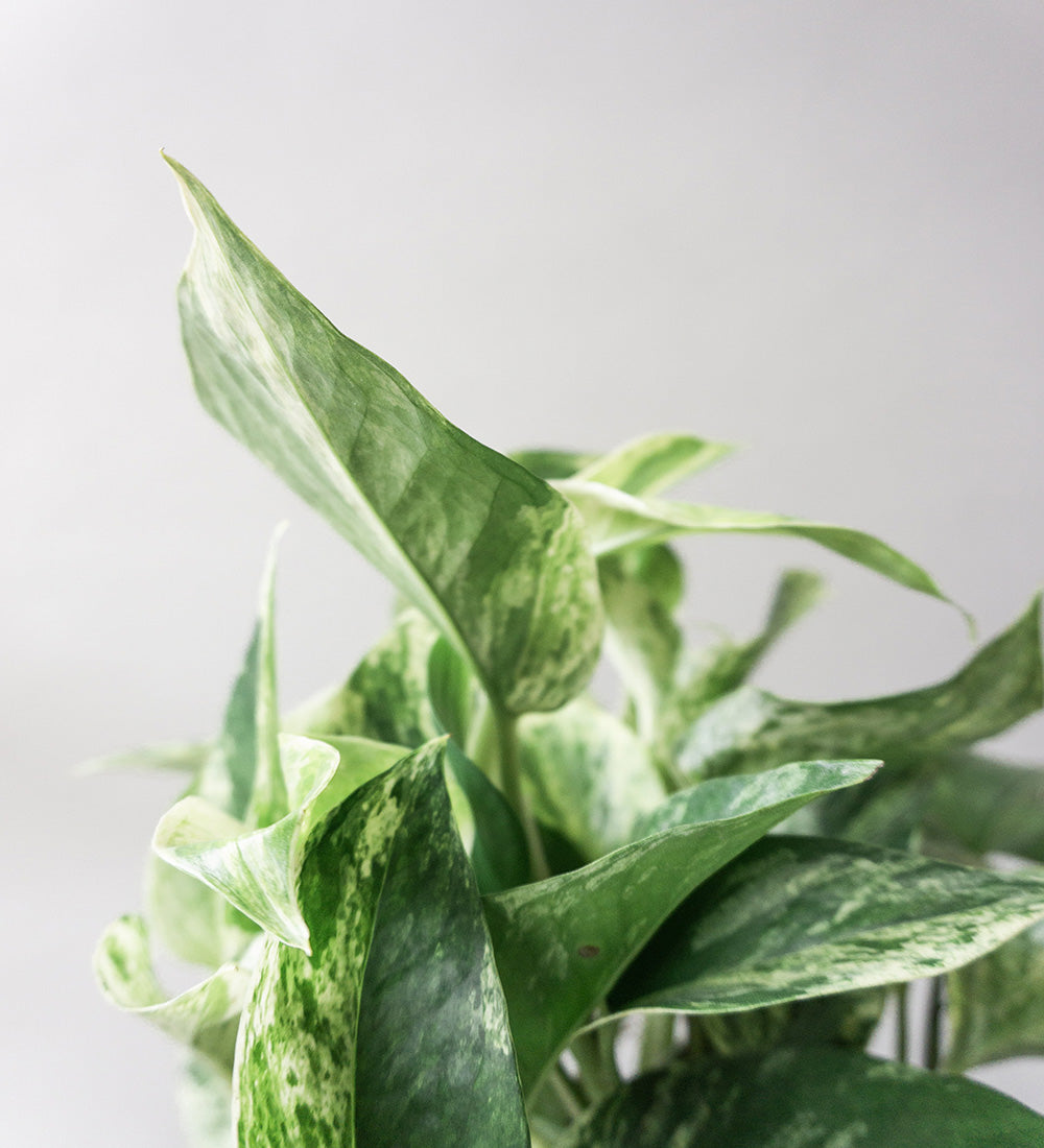 Marble Queen Pothos Hanging