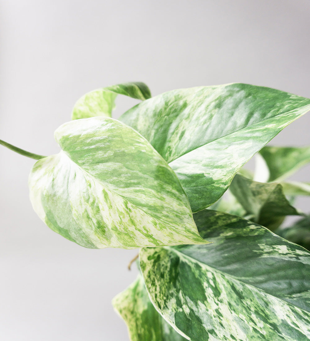 Marble Queen Pothos Hanging