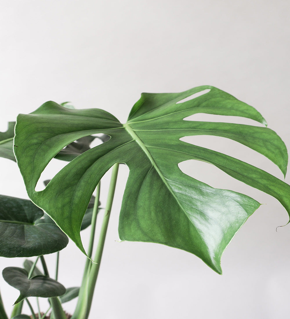 Monstera Deliciosa & Broadway Charcoal