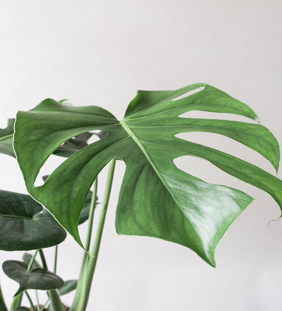 Monstera Deliciosa & Broadway Charcoal