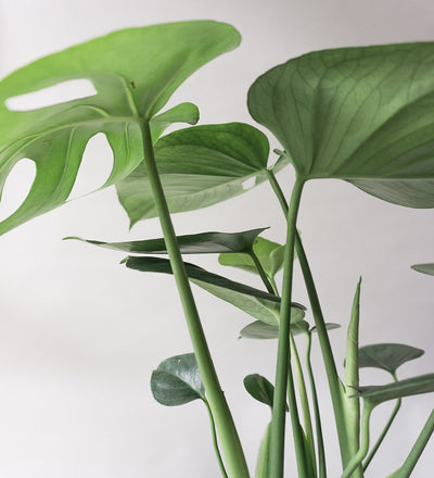 Monstera Deliciosa & Broadway Charcoal