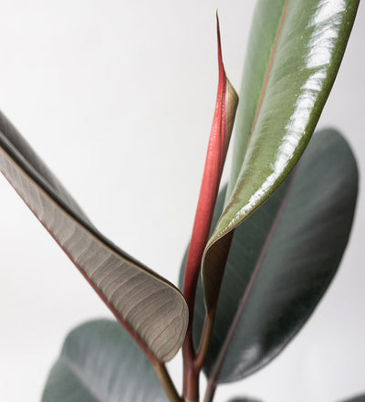 Rubber Plant & Broadway Charcoal