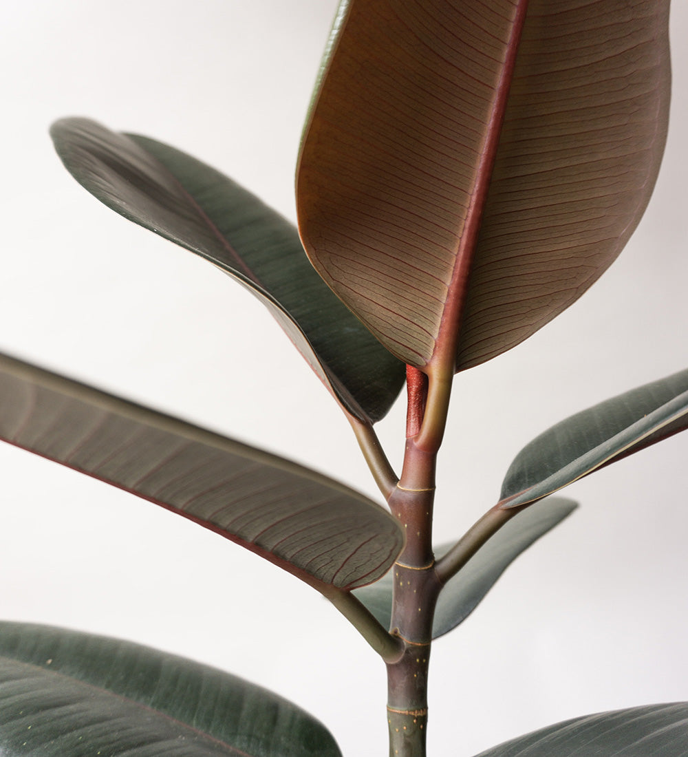 Rubber Plant & Broadway Charcoal