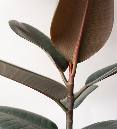 Rubber Plant & Broadway Charcoal