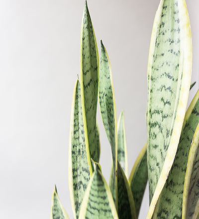 Snake Plant & Broadway Charcoal
