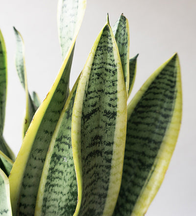 Snake Plant & Broadway Charcoal