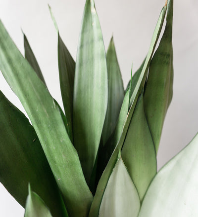 Snake Plant Moonshine