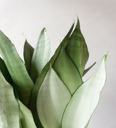 Snake Plant Moonshine