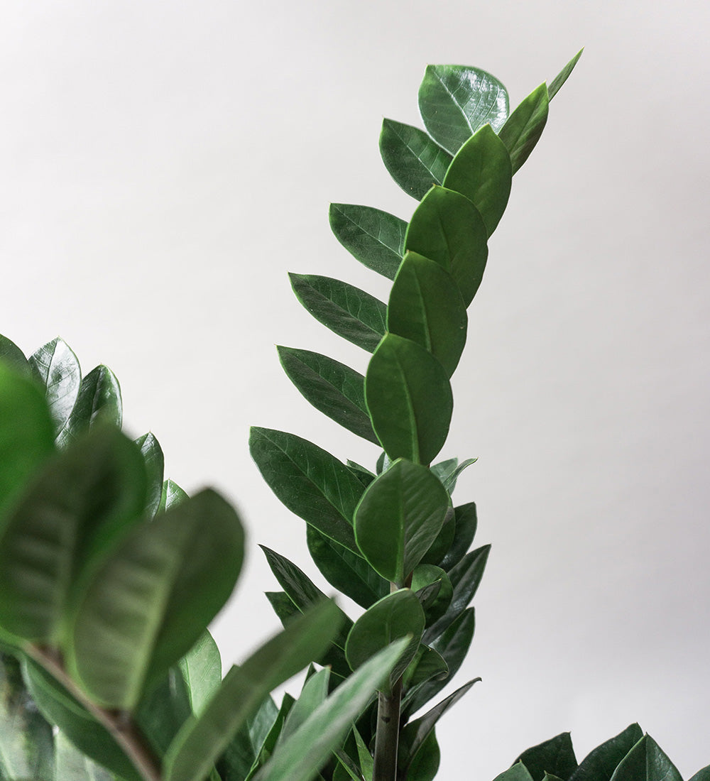 ZZ Plant & Broadway Chalk