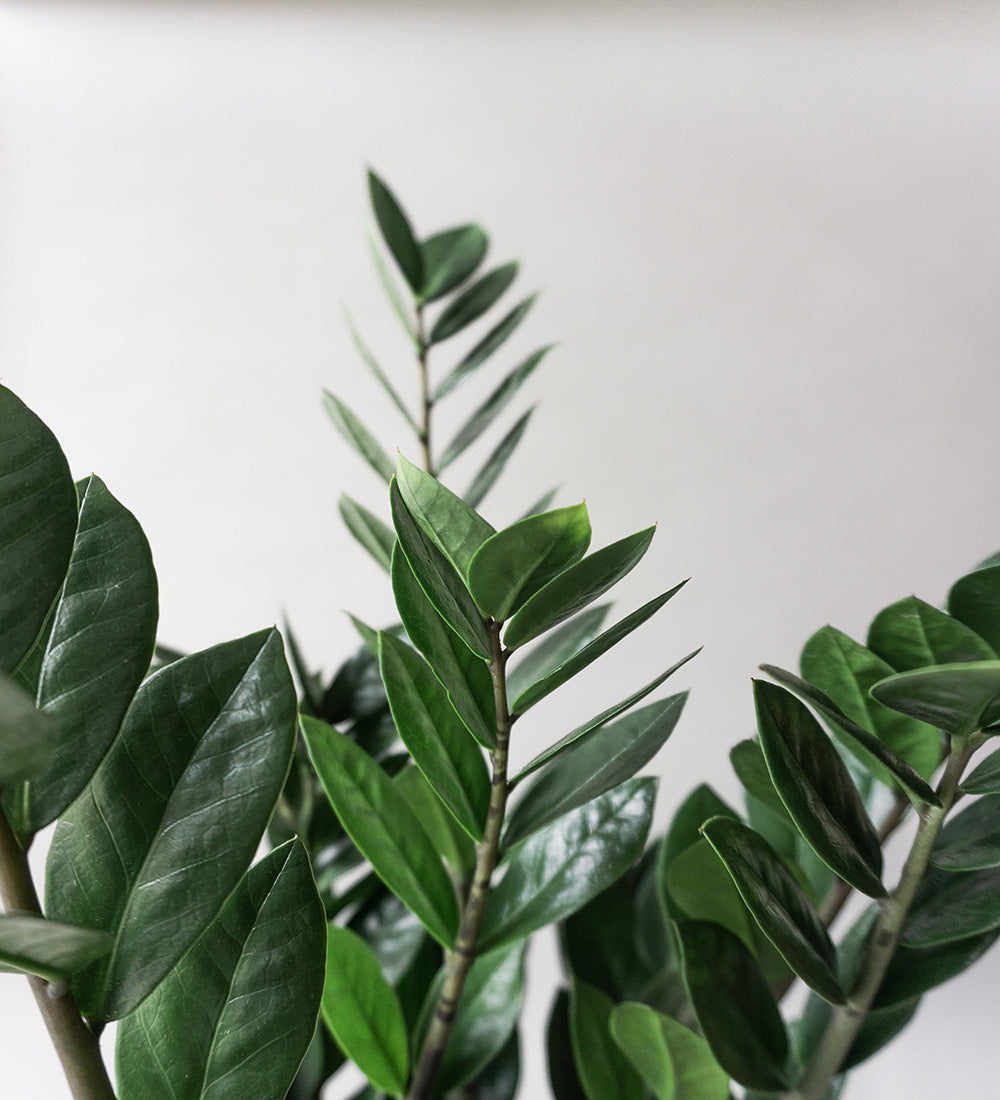 ZZ Plant & Broadway Chalk