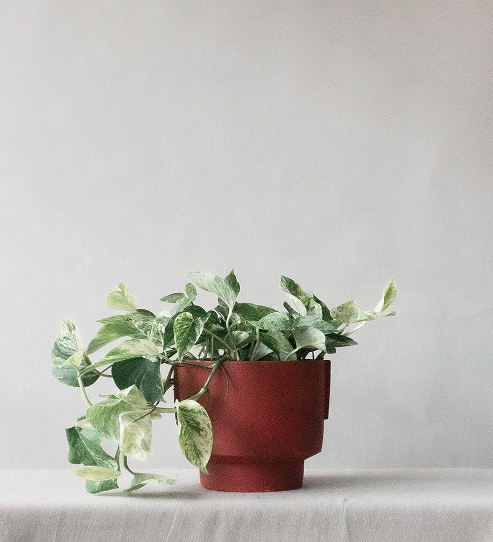 Marble Queen Pothos Hanging