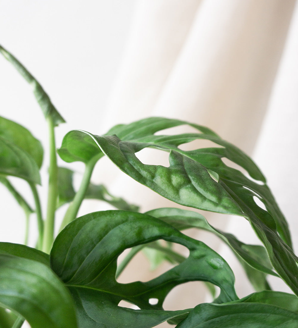Monstera obliqua & Dalston Charcoal