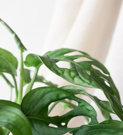 Monstera obliqua & Dalston Charcoal