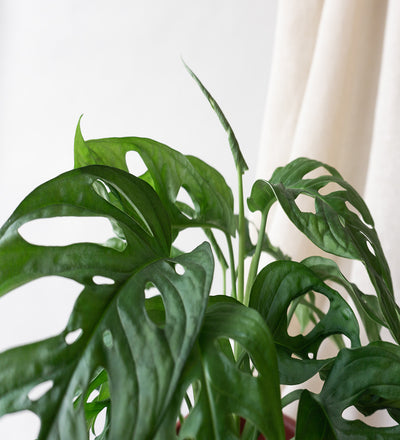 Monstera obliqua & Dalston Charcoal