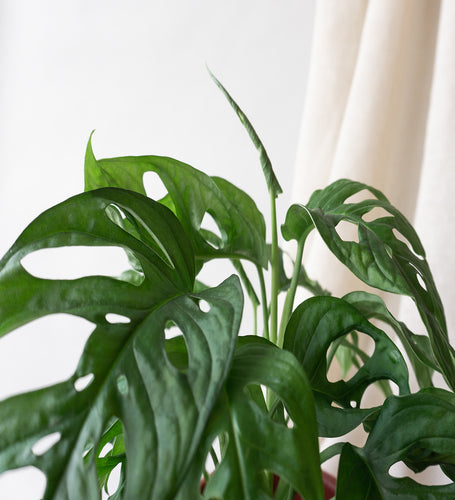 Monstera obliqua & Dalston Charcoal