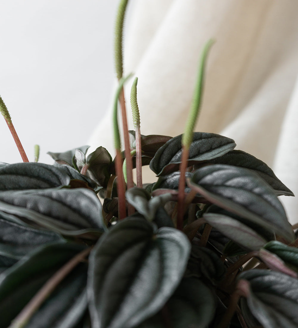 Peperomia Napoli Nights