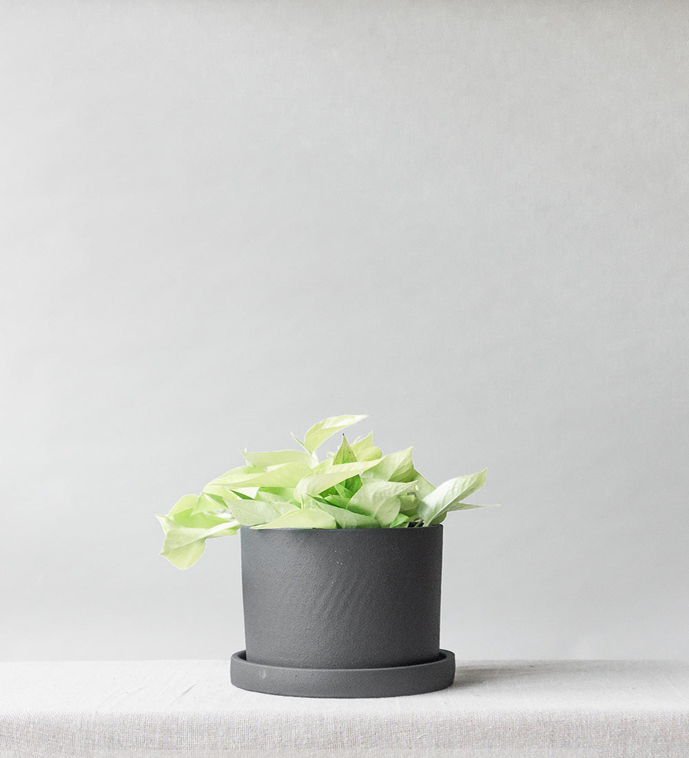 Neon Pothos Hanging