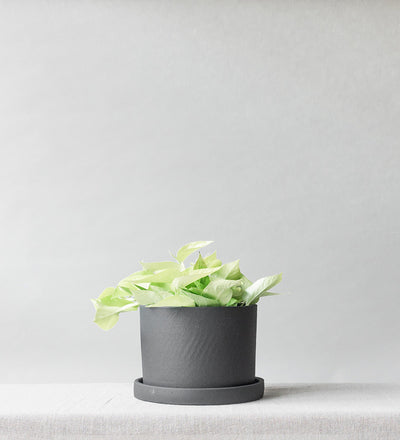 Neon Pothos Hanging