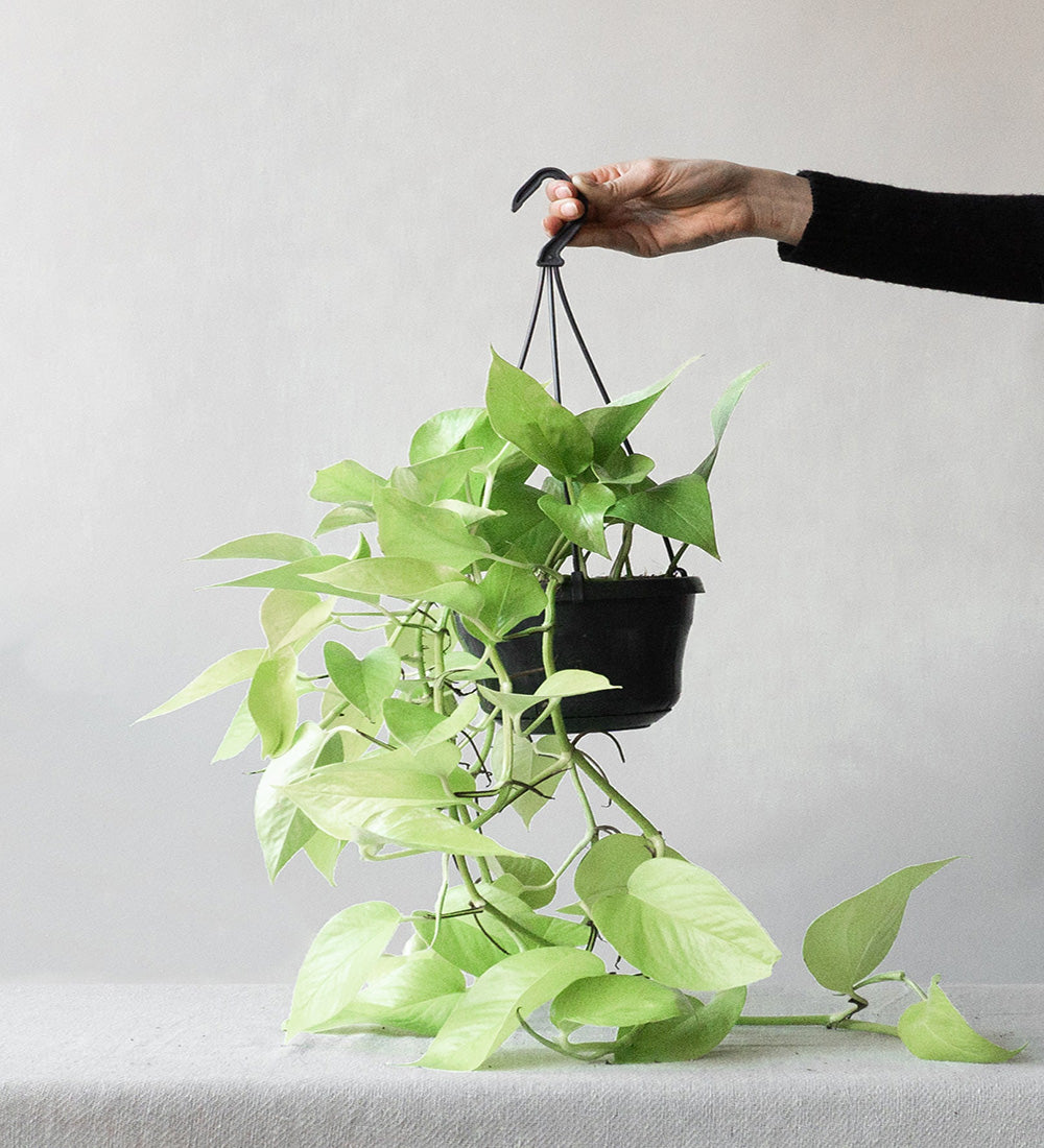 Neon Pothos Hanging