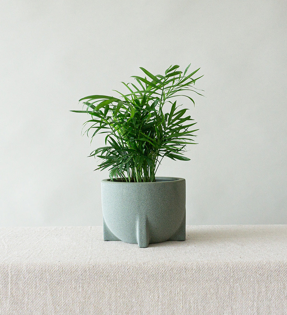 Parlour Palm & Windsor Sage