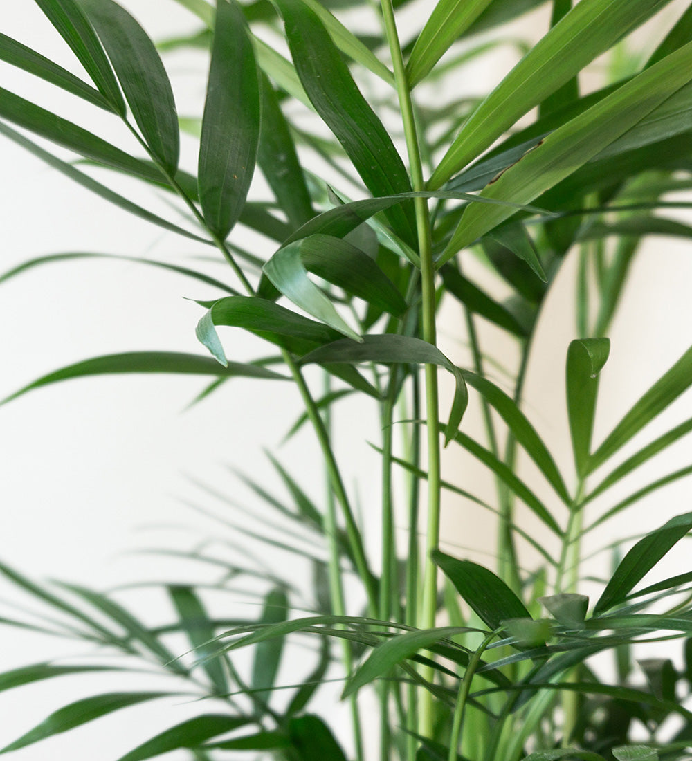 Parlour Palm & Windsor Sage