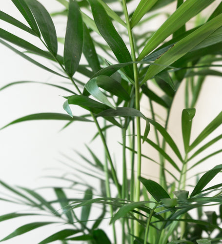 Parlour Palm & Windsor Sage