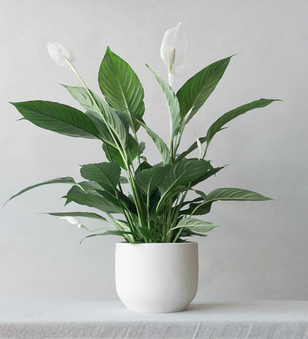 Peace Lily & Broadway Chalk