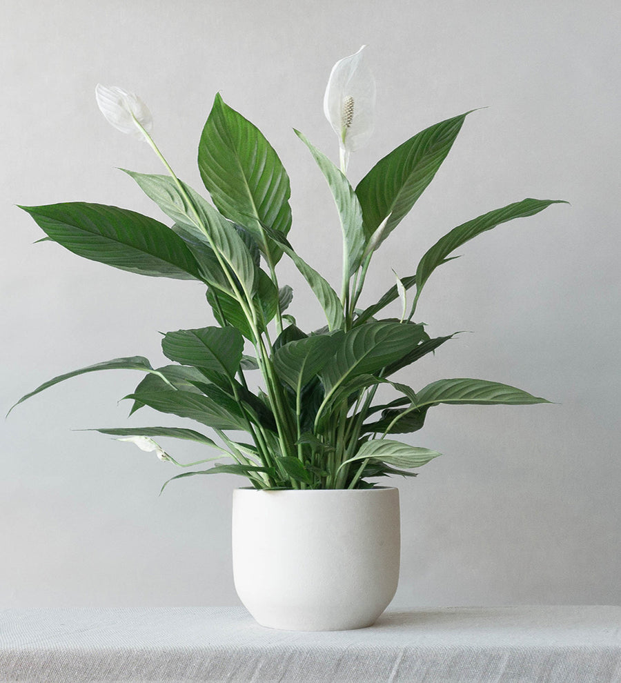 Peace Lily & Broadway Chalk