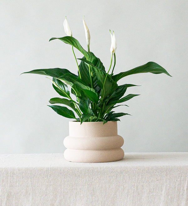Peace Lily & Elizabeth Cream
