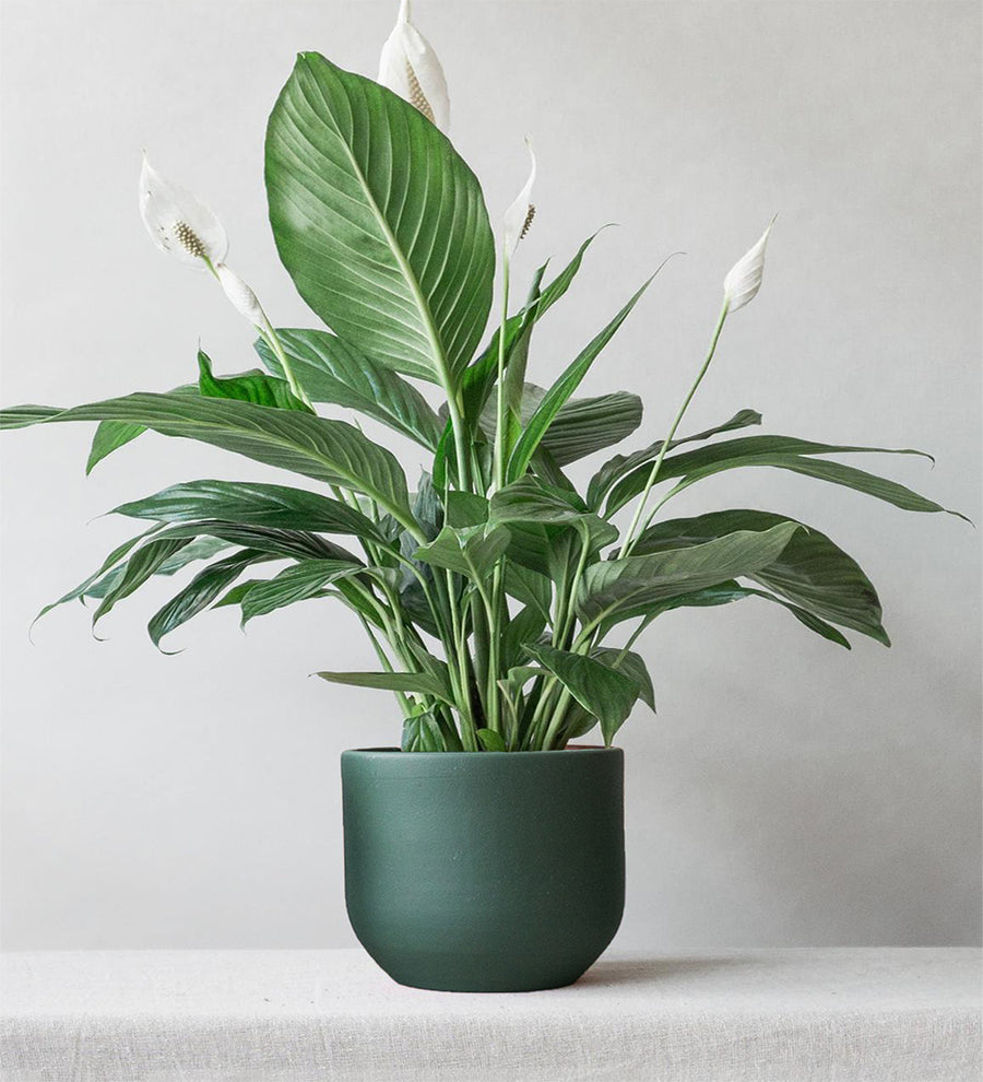 Peace Lily & Broadway Sea Spray