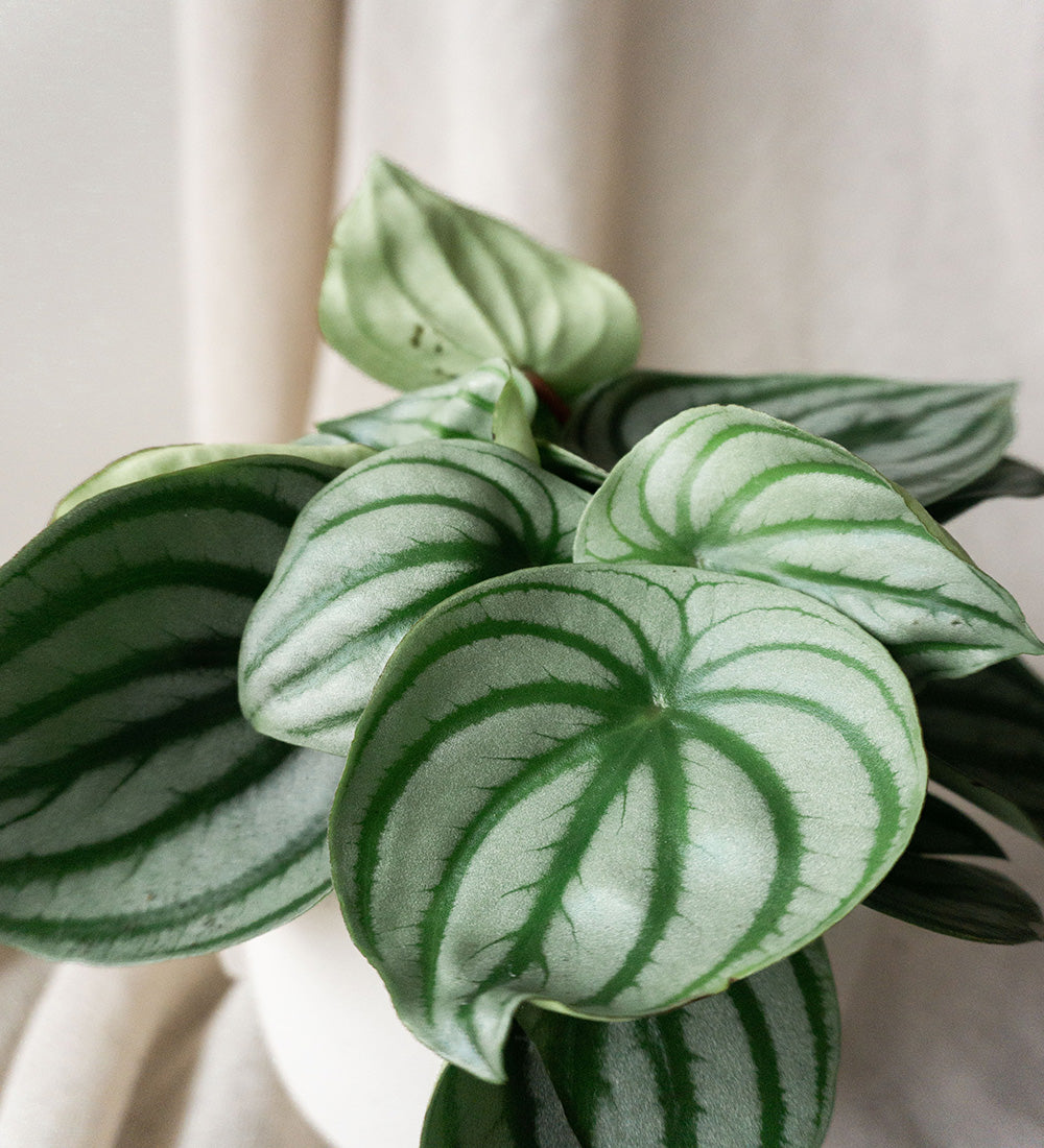 Peperomia Watermelon