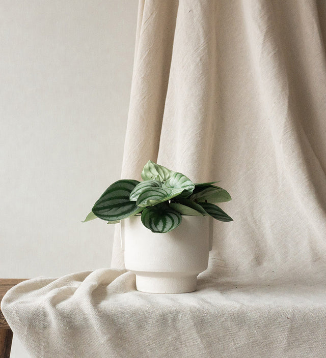 Peperomia Watermelon