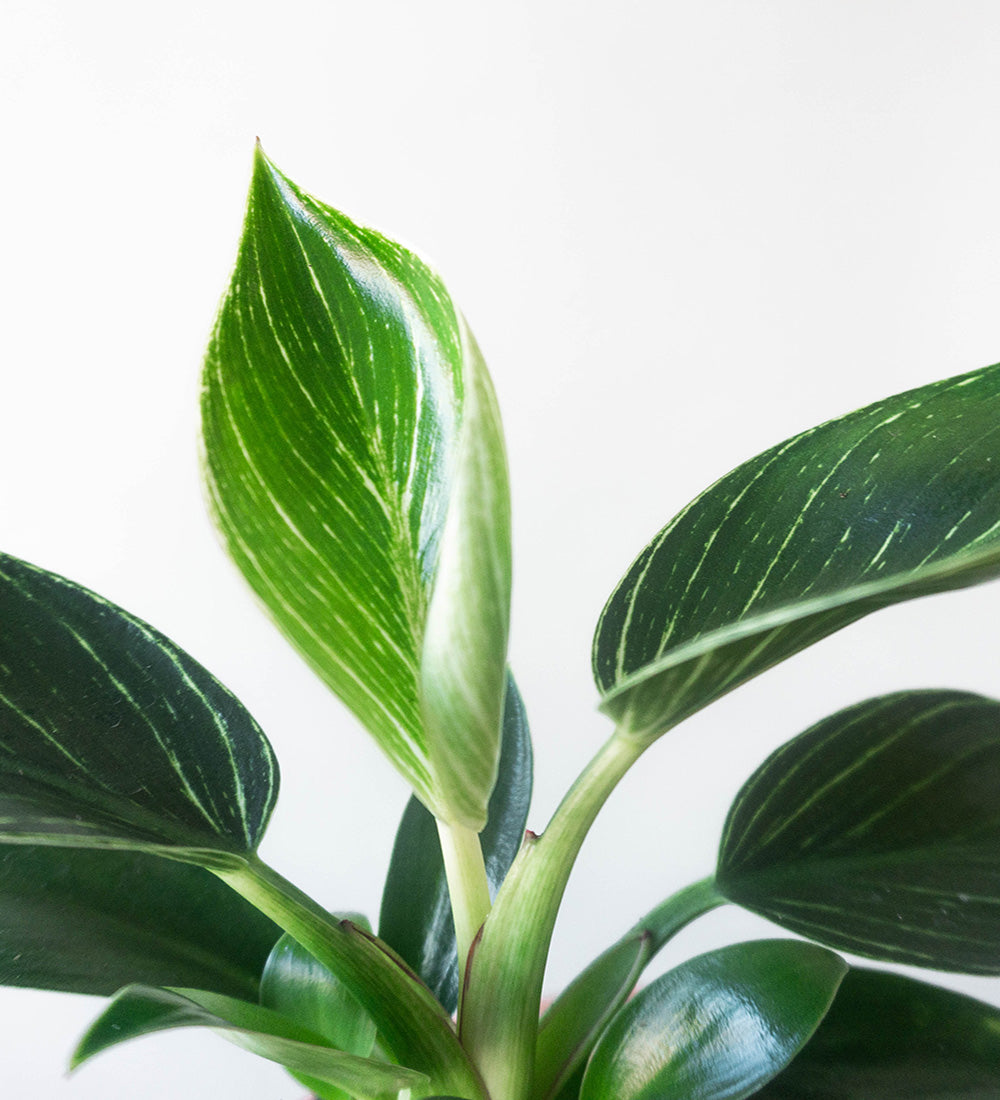 Philodendron Birkin