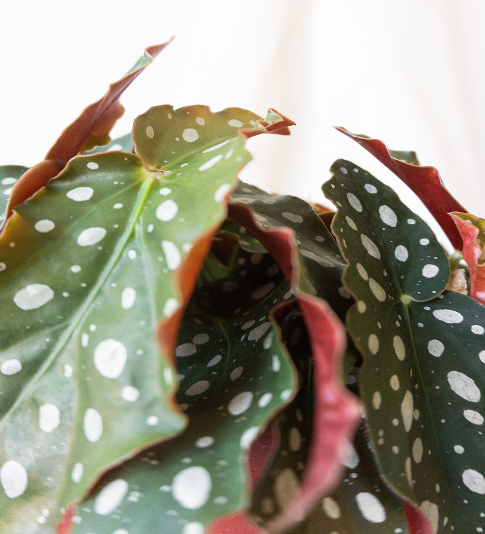 Polka Dot Begonia