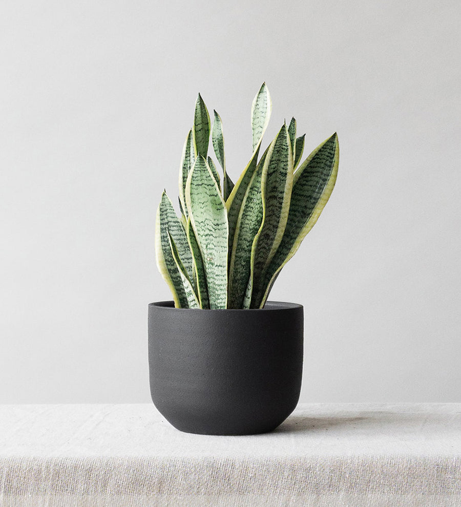 Snake Plant & Broadway Charcoal