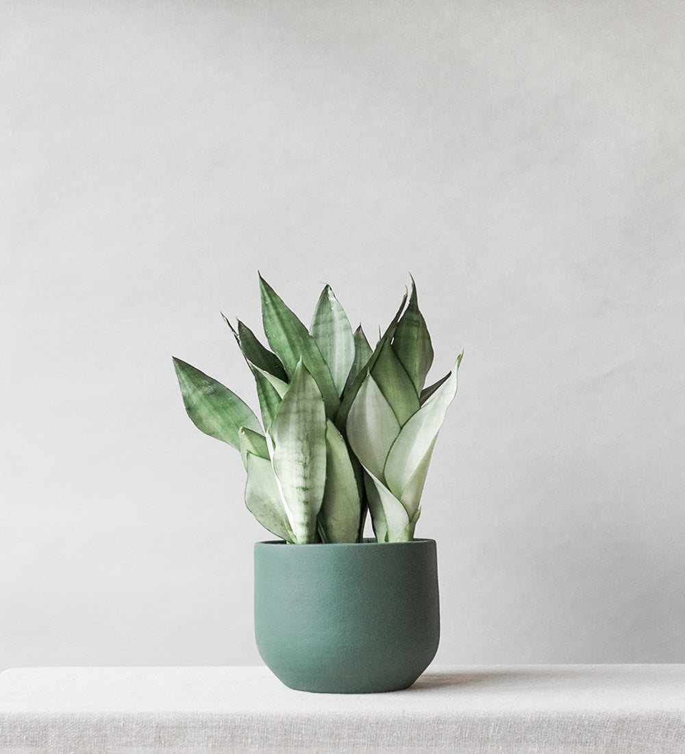 Snake Plant Moonshine