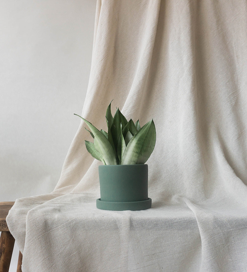 Snake Plant Moonshine
