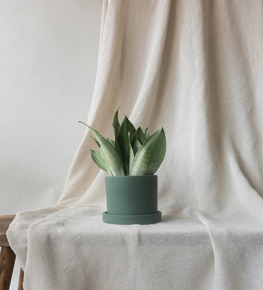 Snake Plant Moonshine