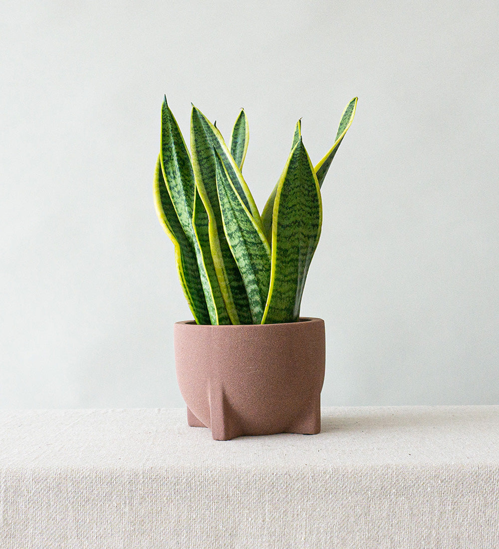 Snake Plant & Windsor Rust