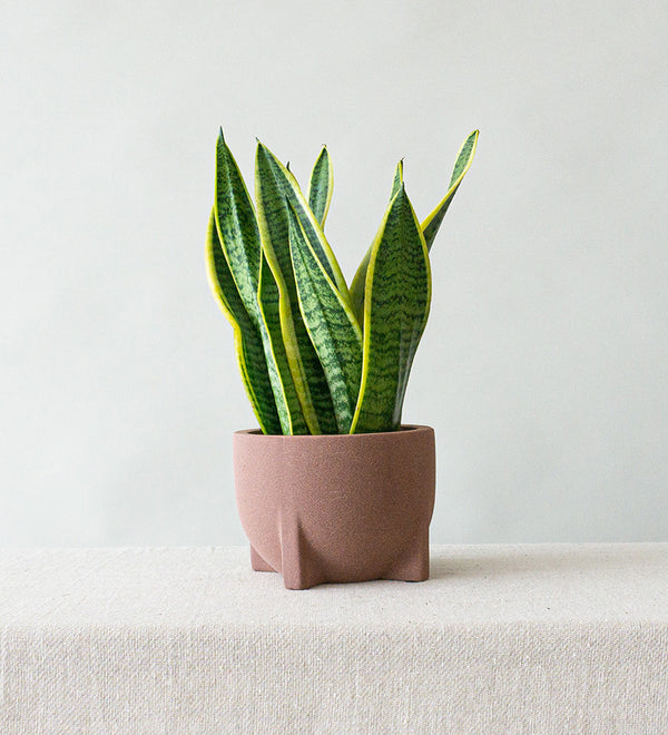 Snake Plant & Windsor Rust